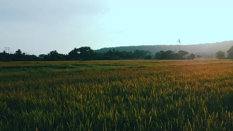 Golden Form Land View Video stock 220289201