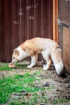Golden fox eats meat Stock Photos