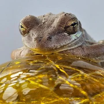 Golden Frog Stock Photos