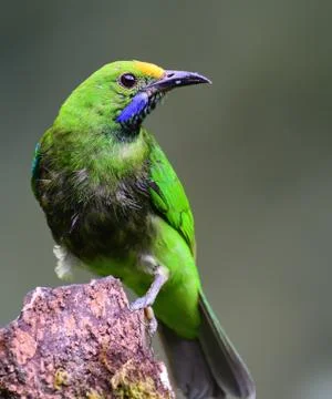 Golden-fronted leafbird Stock Photos