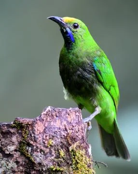 Golden-fronted leafbird Foto stock