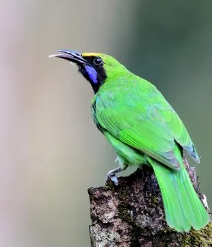 Golden-fronted leafbird Foto stock
