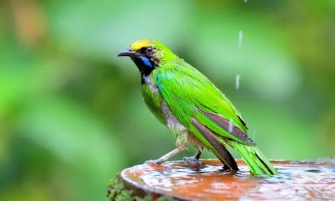 Golden-fronted leafbird Stock Photos