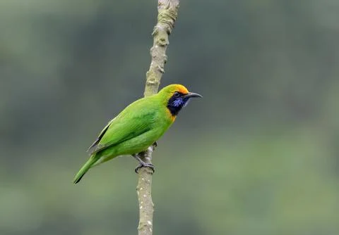 Golden-fronted Leafbird on Tree. Stock Photos