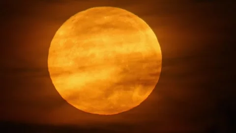 Golden Full Moon Setting Behind Trees at Sunrise with Thin Clouds | 4K Natu.. Stock Footage 339542375