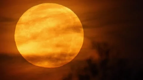 Golden Full Moon Setting Behind Trees at Sunrise with Thin Clouds | 4K Natu.. Stock Footage 339542934