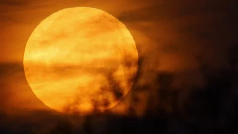 Golden Full Moon Setting Behind Trees at Sunrise with Thin Clouds | 4K Natu.. Stock Footage 339543420