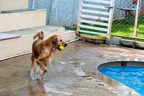 Golden Fun by the Pool Stock Photos