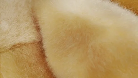 Golden fur background stock footage Stock Footage