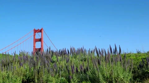 Golden Gate Bridge Tower Stock Footage 49014605
