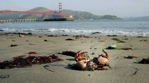 Golden Gate Crab Stock Footage 49785555