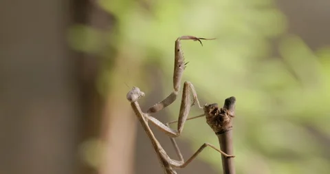 Golden Giant mantis turning its head as it waits on bamboo Stock Footage 339037209
