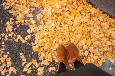 Golden ginkgo leaves on the ground and feet. Stock Photos