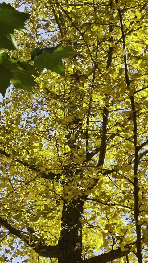 Golden Ginkgo Trees Stock Footage 320287805