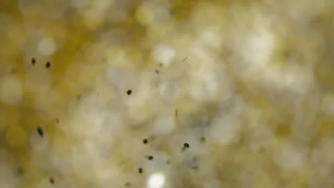 Golden glitter particles exploding and flying in the air Stock Footage 293101150