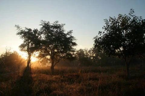 Golden Glow Stock Photos