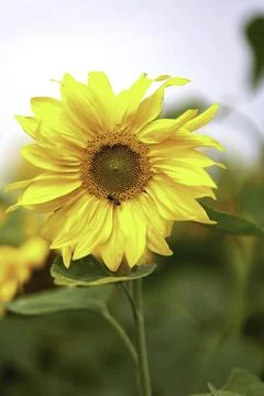 Golden Glow Foto stock