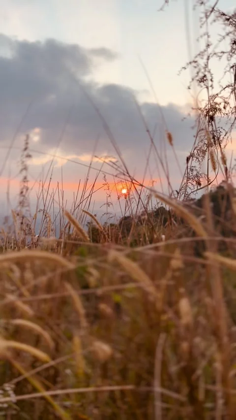 Golden Glow Through the Grass Video stock 302837686