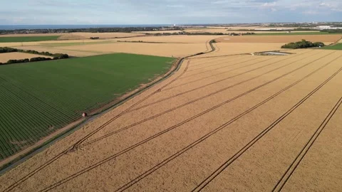 Golden glow of wheat fields in the evening . drone pov Stock Footage 246499703