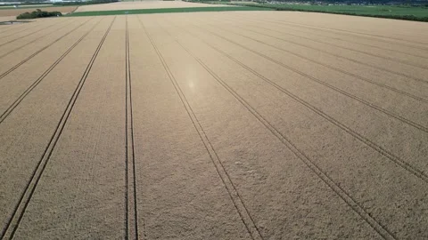 Golden glow of wheat fields in the evening . drone pov Stock Footage 246499931