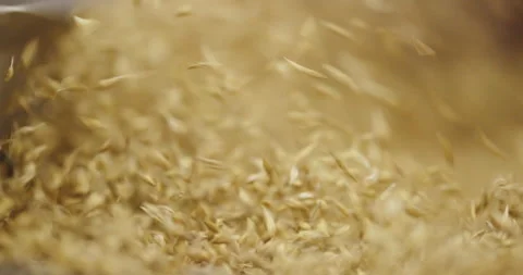 Golden Grain Cascade - Seed Selection in Motion Stock Footage 265067111