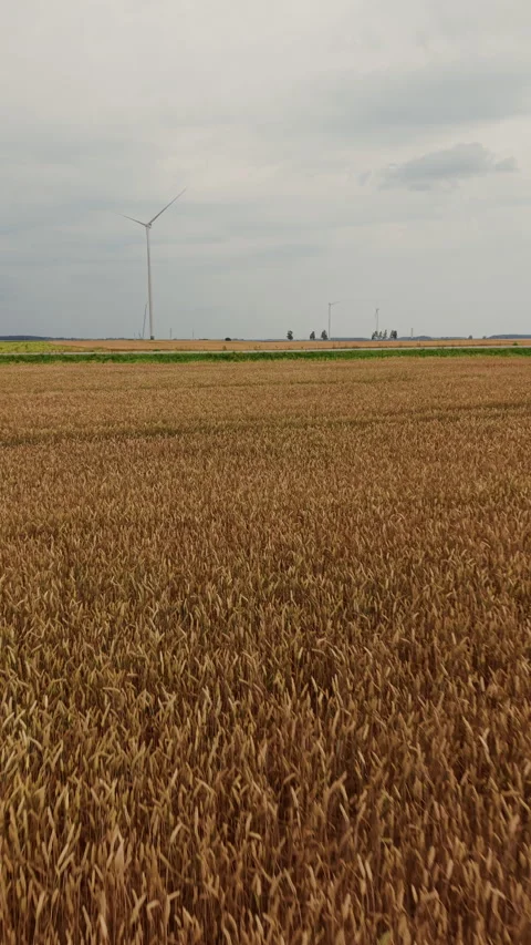 Golden grain field with distant wind turbines beneath cloudy sky and open rural Stock Footage 344662008