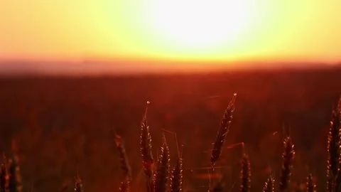 Golden Grain Field with Wheat Close-up Loop Stock Footage 311574199