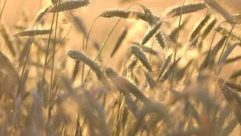 Golden grainfield at sunset Stock Footage 162477024