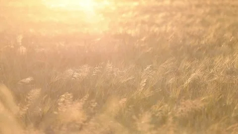 Golden grainfield at sunset Stock Footage 297408056