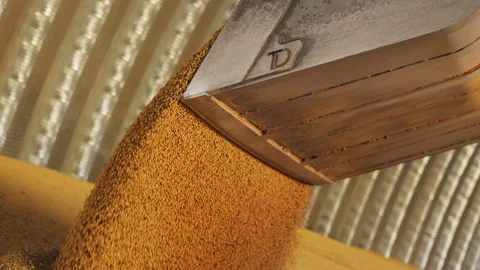 Golden grains pouring from chute into processing facility Stock Footage 271229139