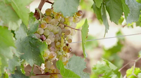 Golden grapes Stock Footage 37160004