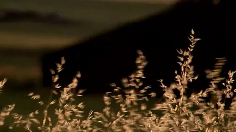 Golden Grass Backlit by Warm Sunlight Stock Footage 346195817