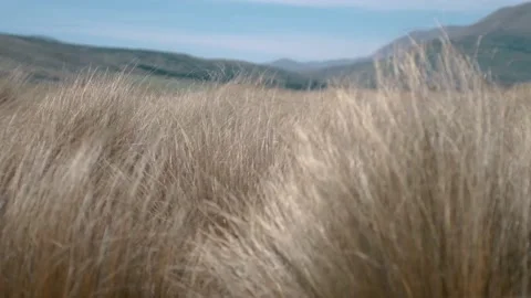 Golden grass blowing in the wind Stock Footage 140610898