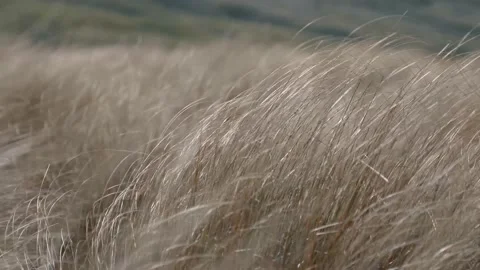 Golden grass blowing in the wind Stock Footage 140610909