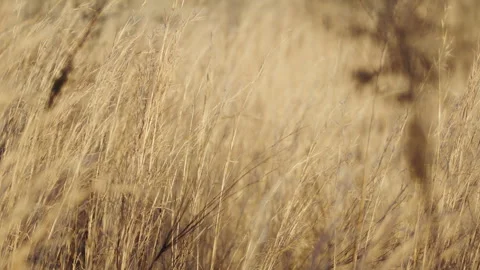 Golden Grass Blowing In Wind Stock Footage 300649249