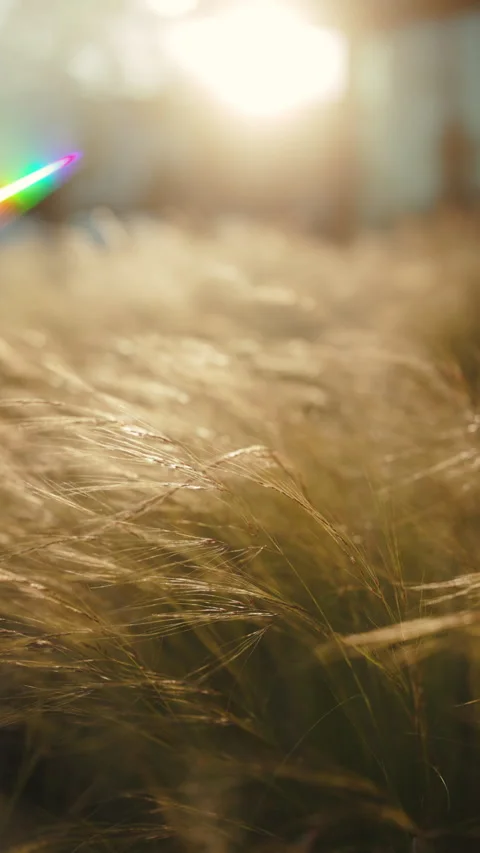 Golden Grass Dance in Summer Wind Stock Footage 308892281