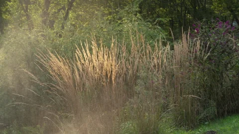 Golden Grass during dry summer conditions in the Rural Country Stock Footage 285177804