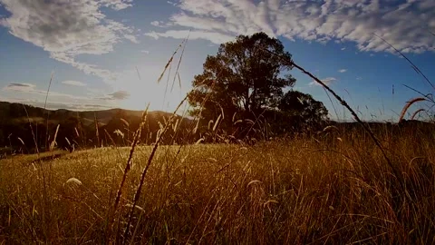 Golden grass on farm at Sunrise. Vídeo Stock 133844341