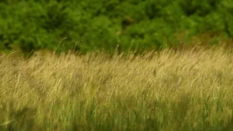 Golden Grass Field Blowing in the Wind, Green Foliage Background Stock Footage 310244171