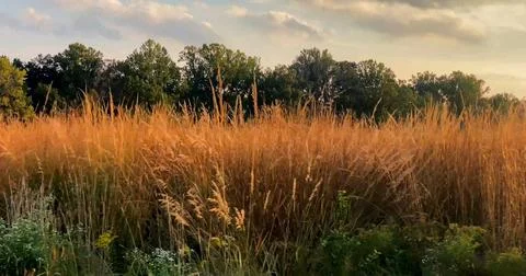 Golden Grass Field with Forest Backdrop Stock Photos