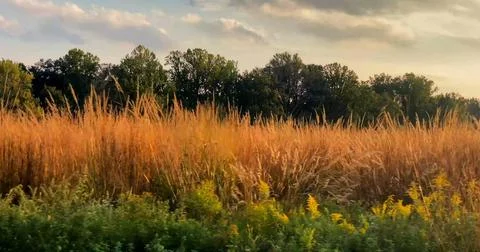 Golden Grass Field with Forest Backdrop Stock Photos