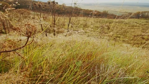 Golden Grass Field on a Hillside Stock Footage 320509367