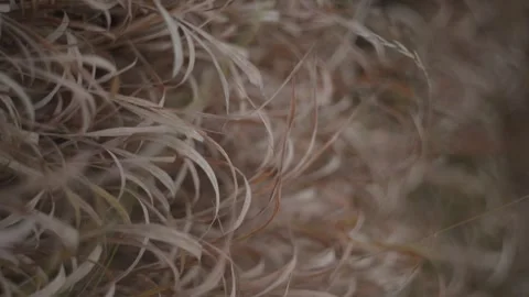 Golden Grass Field in Soft Focus. Natural landscape. Vertical format Stock Footage 289575467