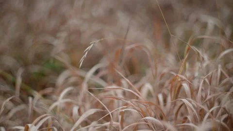 Golden Grass Field in Soft Focus, Serene and tranquil natural landscape Stock Footage 289575645