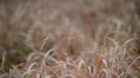 Golden Grass Field in Soft Focus, Serene and tranquil natural landscape Stock Footage 289753606