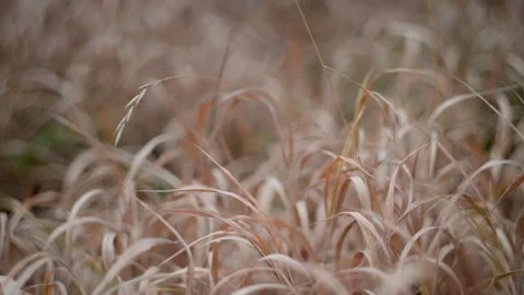 Golden Grass Field in Soft Focus, Serene and tranquil natural landscape Stock Footage 289753761