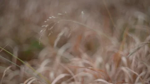 Golden Grass Field in Soft Focus, Serene and tranquil natural landscape Stock Footage 290519790