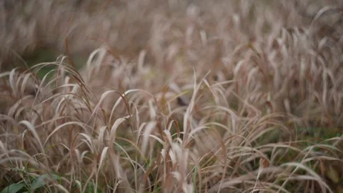 Golden Grass Field in Soft Focus, Serene and tranquil natural landscape Stock Footage 290520080