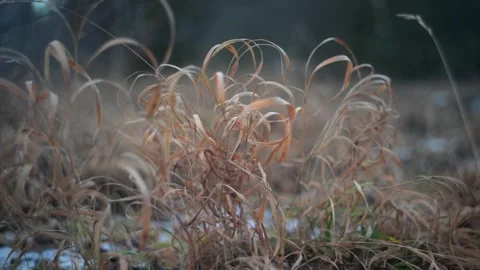 Golden Grass Field in Soft Focus, Serene and tranquil natural landscape Stock Footage 291718962