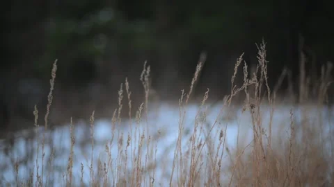 Golden Grass Field in Soft Focus, Serene and tranquil natural landscape Stock Footage 292633331